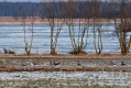 102_Biebrza - marzec 2013